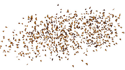 monarch butterflies swarm, migrating insects isolated on transparent background  © dottedyeti