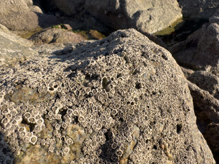Barnacles covering rocks on the beach, Atlantic coast of Portugal.