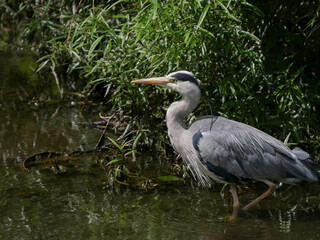 Grey Heron, hunting for fish in the stream in summer.