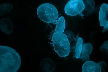 Group of transparent jelly fish glowing in the dark with blue neon light. Jellyfish swim through the dark ocean. Dangerous jellyfish background