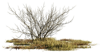 dry plants, desert scene cut-out, isolated on transparent background - obrazy, fototapety, plakaty