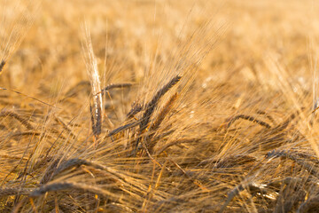 Fototapeta premium ears of yellow wheat field