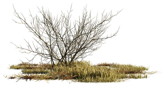 dry plants, desert scene cut-out, isolated on transparent background