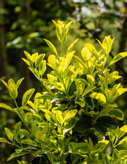 Euonymus japonicus Aureo-Marginata. Close-up. Euonymus japonicus Aureo-Marginata with variegated green-yellow leaves against blurred green background. Selective focus. Background for natural design.