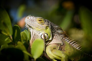 Closeup of an Iguana resting surrounded by greenery and leaves