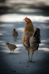 Vertical shot of a chicken walking with baby chicks on the road