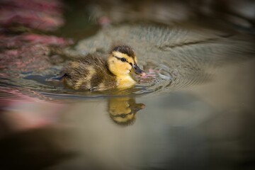 Closeup shot of a baby duck swimming in the pond