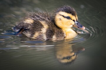 Closeup shot of a baby duck swimming in the pond