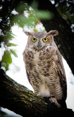 Vertical shot of a beautiful owl on the blurry background