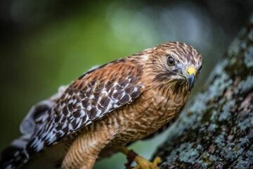 Closeup shot of a beautiful owl on the blurry background