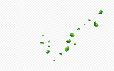 Olive Leaf Fresh Vector Transparent Background.