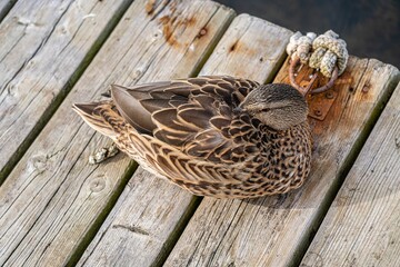 Top view of the female Mallard in the Prince Albert National Park, Saskatchewan, Canada