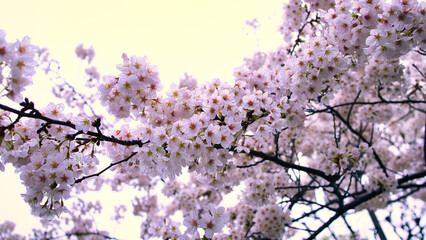 pink cherry blossom