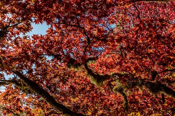 Gardens of Butchart in Victoria BC Canada, scenic view of colorful flowers blooming