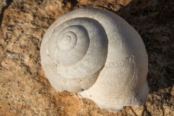 white shell or shell of snail on rock.