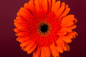 Red Gerbera flower