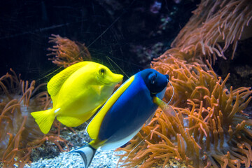 Fototapeta na wymiar Tropical surgeonfishes swimming in the ocean