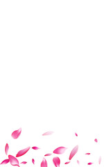 Transparent Flower Petal Vector White Background.