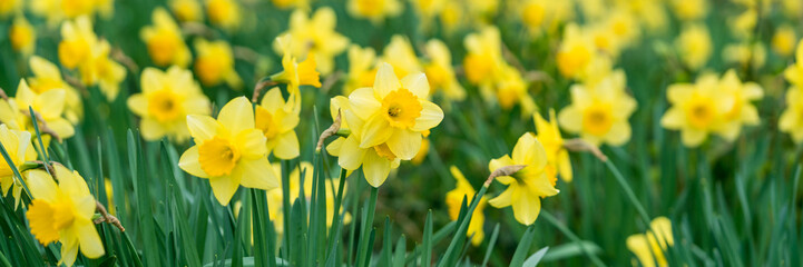 Flowering daffodils in the spring