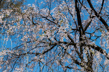 樹木公園の桜　満開