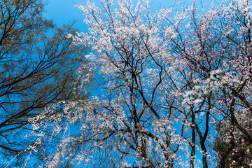 樹木公園の桜　満開
