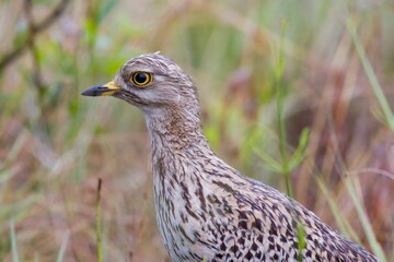 Closeup shot of a spotted thick-knee in Rietvlei Nature Reserve in South Africa