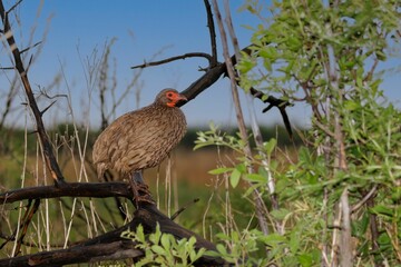 Closeup shot of a Swainson's spurfowl during the day in Africa
