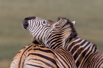Naklejka premium Beautiful shot of two zebras in the wild in Rietvlei Nature Reserve in South Africa