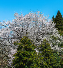 樹木公園の桜　満開