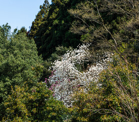 白木蓮　ハクモクレン