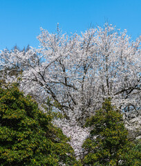 樹木公園の桜　満開