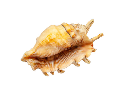 Lambis scorpius seashell isolated on transparent background. Spider conchs sea shell cut out icon