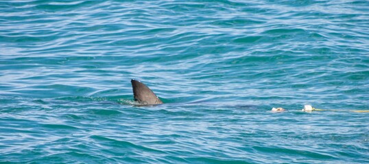 Obraz premium Fin of a great white shark at a shark diving event in South Africa.