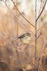 Vertical selective focus shot of a true sparrow bird perched on a bare tree branch