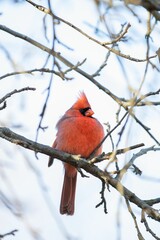 Selective focus shot of a male northern cardinal bird perched on a bare tree branch