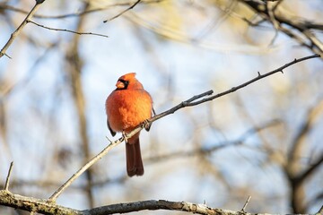Selective focus shot of a male northern cardinal bird perched on a bare tree branch