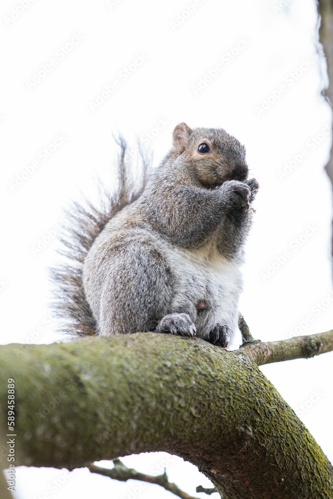 Poster closeup of a cute squirrel on a tree branch in a forest