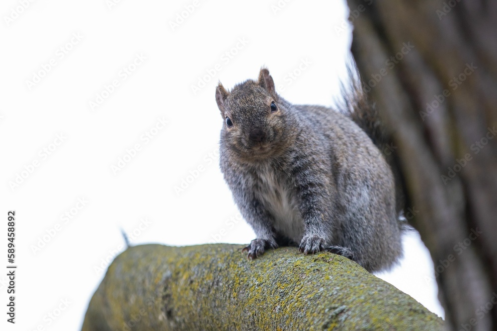 Poster closeup of a cute squirrel on a tree branch in a forest