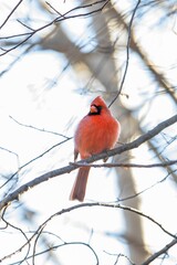 Vertical selective focus shot of a male northern cardinal bird perched on a bare tree branch