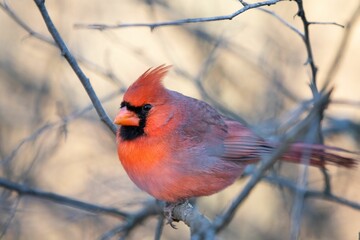 Selective focus shot of a male northern cardinal bird perched on a bare tree branch