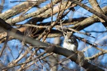 Low angle shot of a squirrel chewing on a nut on a tree
