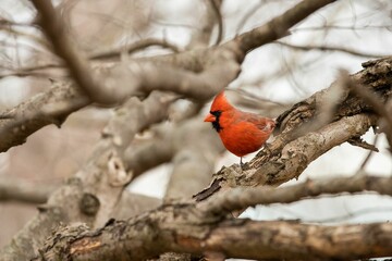 Selective focus shot of a male northern cardinal bird perched on a bare tree branch