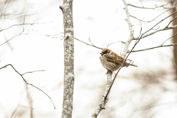 Selective focus shot of a true sparrow bird perched on a bare tree branch