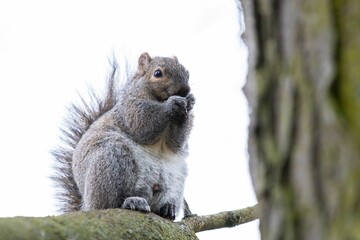 Closeup of a cute squirrel on a tree branch in a forest