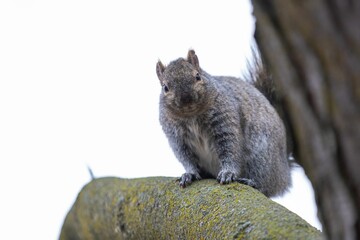 Closeup of a cute squirrel on a tree branch in a forest