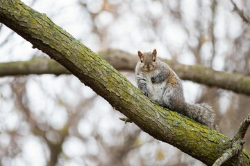 Closeup shot of a cute squirrel on a tree