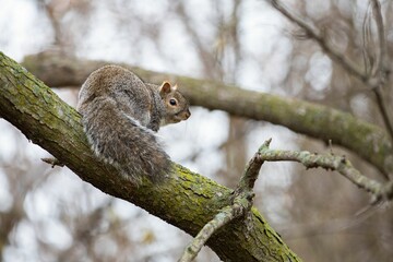 Closeup shot of a cute squirrel on a tree