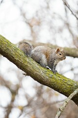 Naklejka na ściany i meble Closeup shot of a cute squirrel on a tree