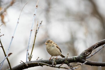 Closeup of a sparrow perched on a tree
