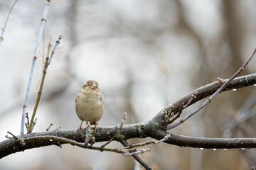 Closeup of a sparrow perched on a tree